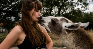 Alpaca